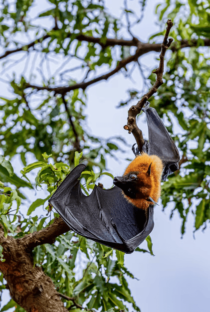 Indian Flying Fox (Giant Fruit Bat)