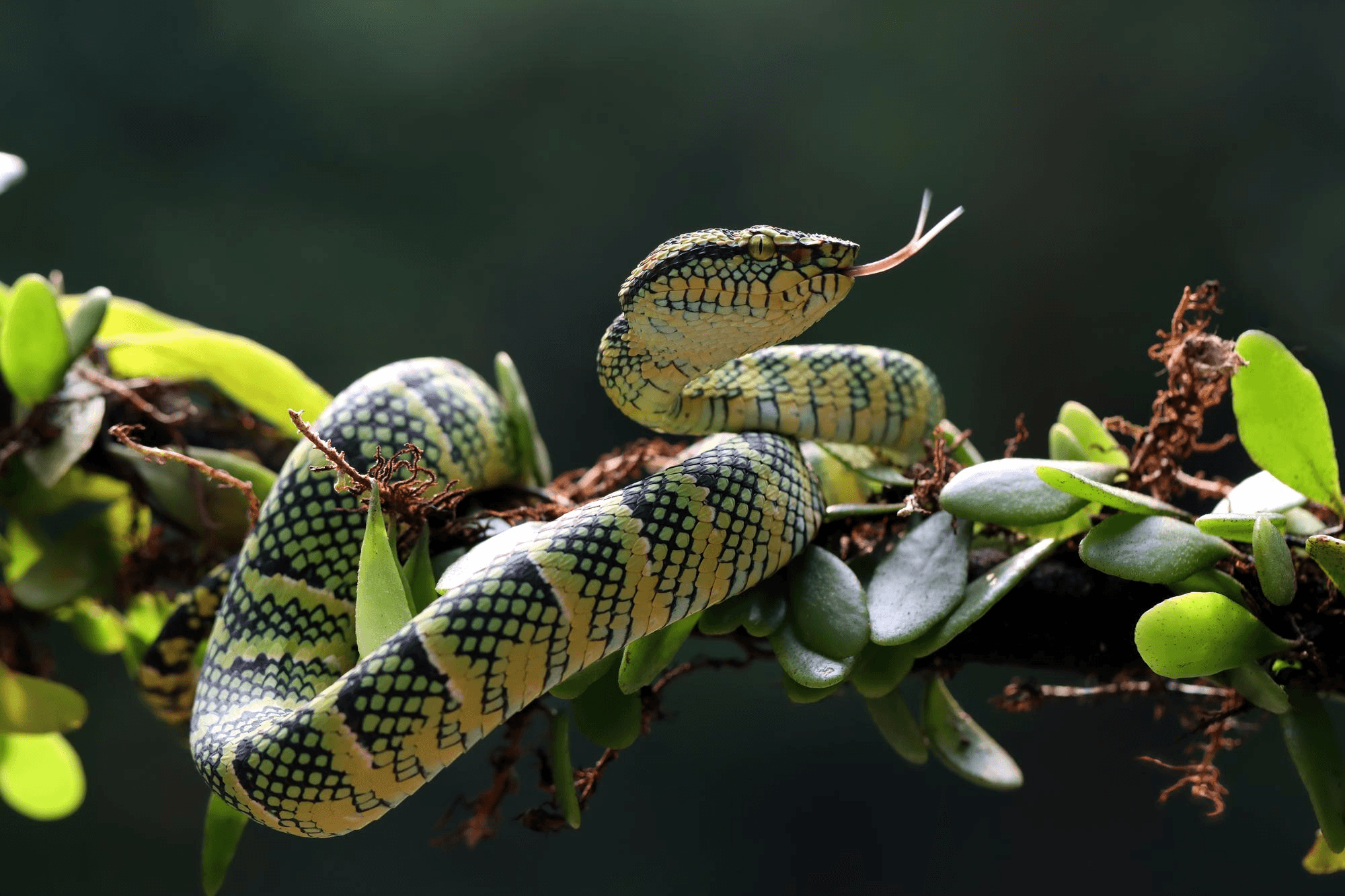 Tree Snakes (Non-venomous)