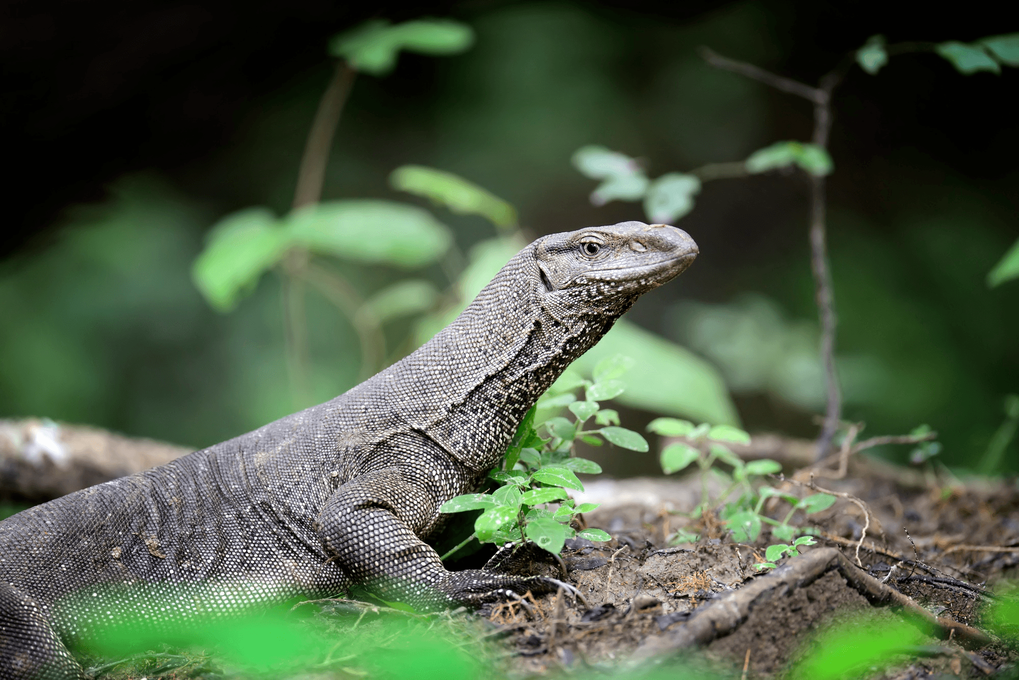 Water Monitors (Kabaragoya)